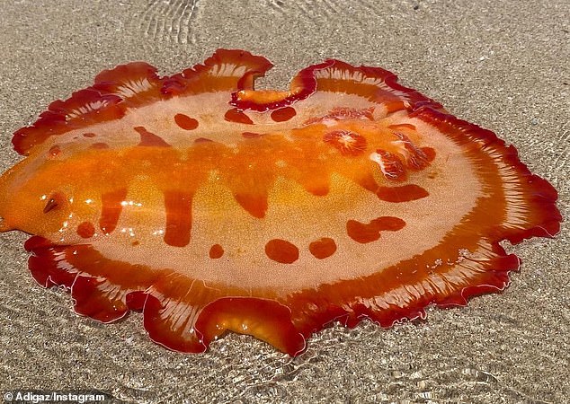 沙灘上掉落一件舞裙？　罕見「深海蛞蝓」身影曝光：水中真的會跳舞