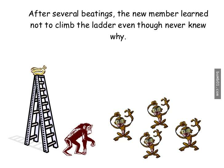 心理學家利用「5隻猴子」做了一個關於恐懼的實驗，結果發現人類在社會上的行為和牠們一模一樣！