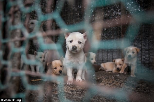 韓國人本來要把這149隻狗狗做成「補身湯」，但農場主人的一通電話改寫了牠們的命運！