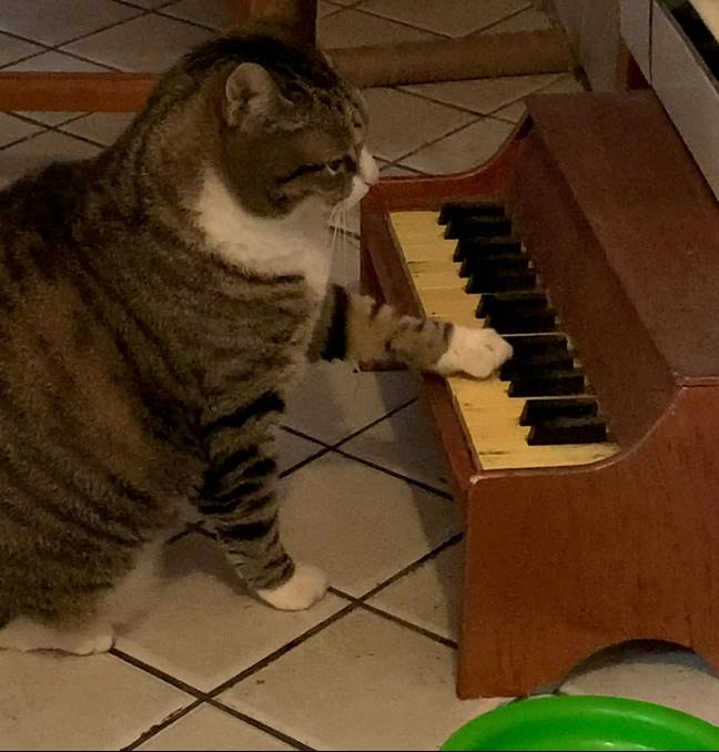 貓貓禮貌使喚奴才　不喵喵叫「改彈鋼琴」表達餓餓：該放飯了吧