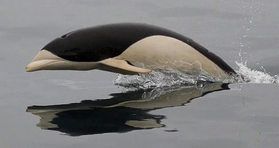 人類史首見！　罕見拍下「黑白海豚」神秘身影　「沒有背鰭」差點認不出