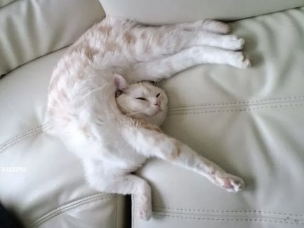 捲成一隻雞腿！24張貓貓「高難度睡姿照」　網友笑：想睡就去床上睡啊～
