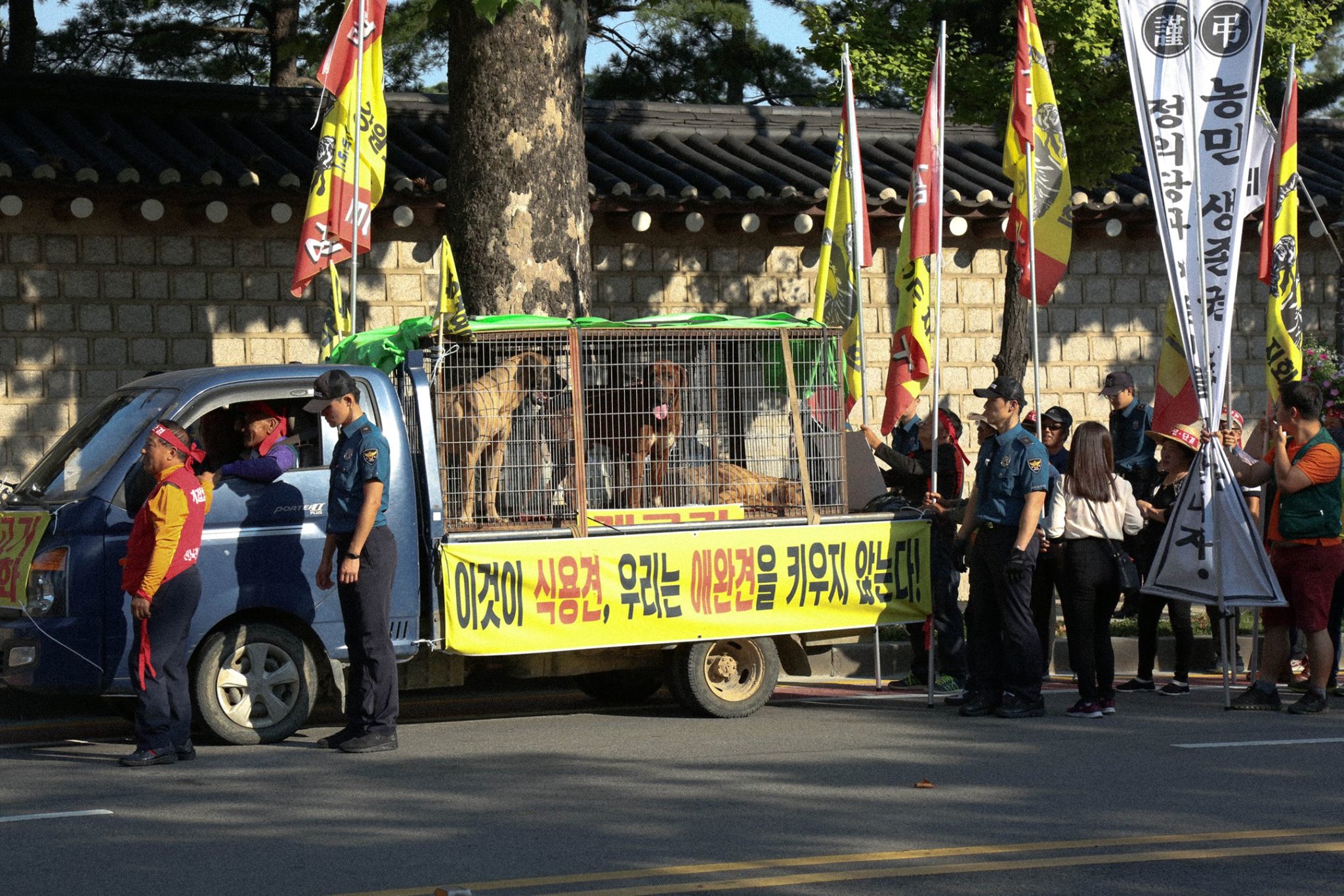 韓國商販譴責政府不公平對待「要求合法吃狗肉」，露出悲傷眼神的狗狗在籠子裡只能等著被殺…