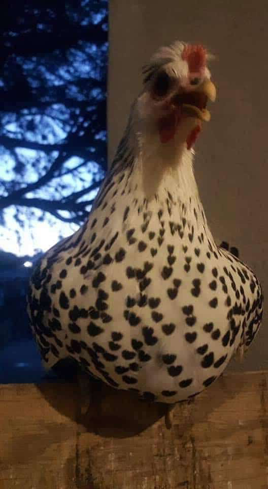 看到就是告白！母雞全身「愛心圖樣」超Q　網笑：是穿毛衣了嗎❤️