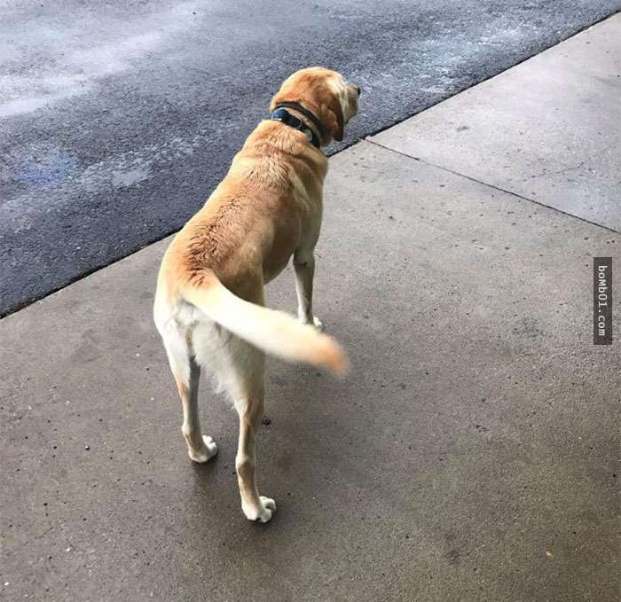他想要幫這隻迷路的狗狗找家，直到看到牠的吊牌後才發現狗狗「迷路」的目的！