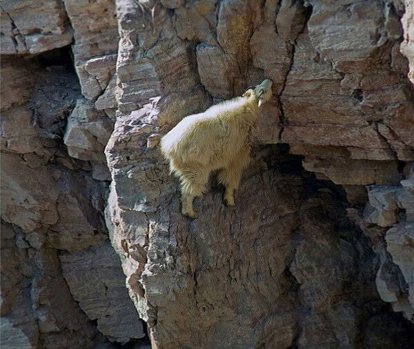好像在嘲笑人類太弱　20張「很會飛簷走壁」的超級山羊攀岩照