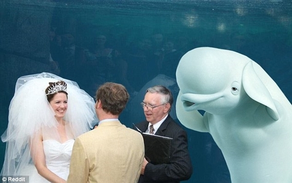 「小白鯨見證結婚」溫馨一幕卻變改圖潮　 PS大神紛紛出手：愛人結婚了新娘不是我～