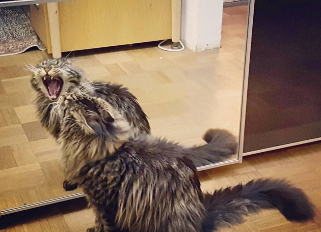 當主子遇上鏡子！　18張「貓與鏡子間的頂尖對決」：每隻喵都是戲精～