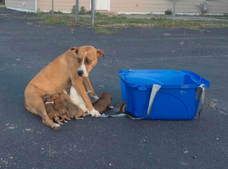 才生下9寶！狗媽媽一家遭棄停車場　「肉身護奶汪」獲救終於放鬆：謝謝你們