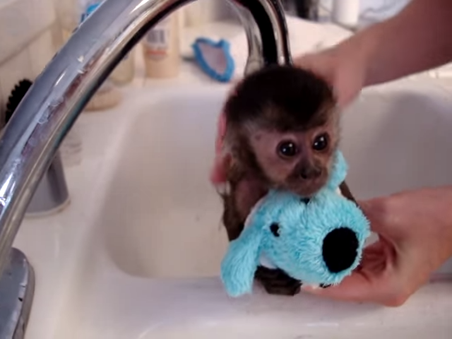 猴寶寶洗澡滿臉緊張　抱布偶不鬆手：好朋友請給我力量！