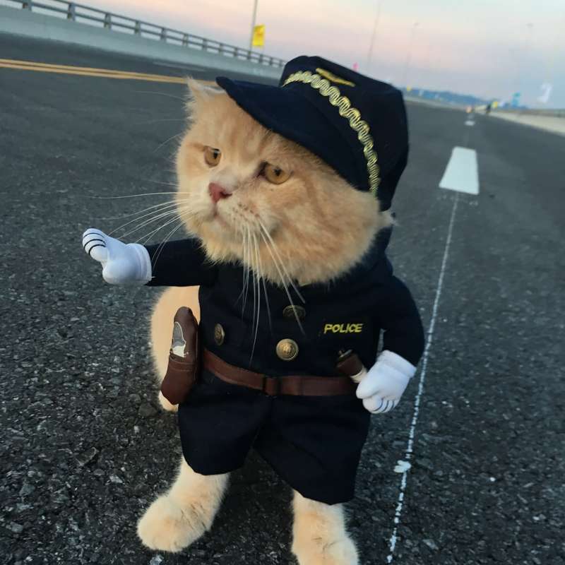爆紅賣魚攤貓老闆的另一個身分是警察　私底下的穿搭根本走在時尚的尖端