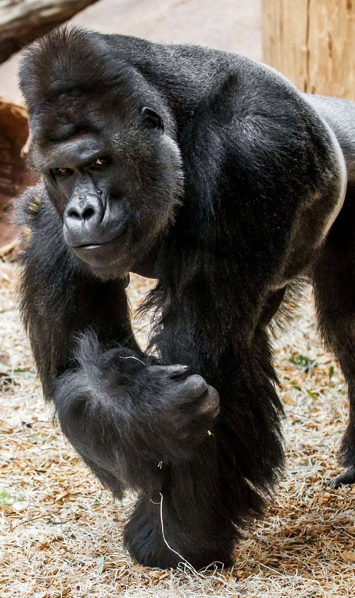 對鏡頭敏感的大猩猩「超會拍照」　撩妹姿勢更是100分帥炸