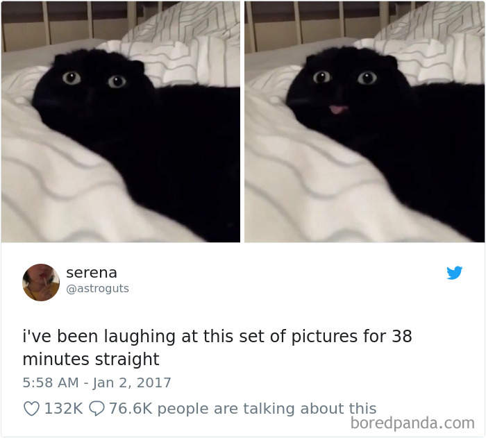 25隻網路上「讓人笑到打滾」的演技派貓咪