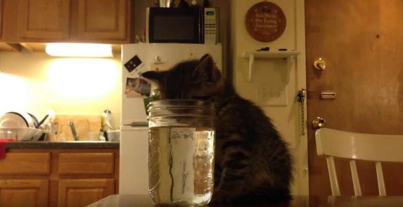 小貓頭伸進水瓶裡一動不動　主人擔心走近查看卻一秒笑噴