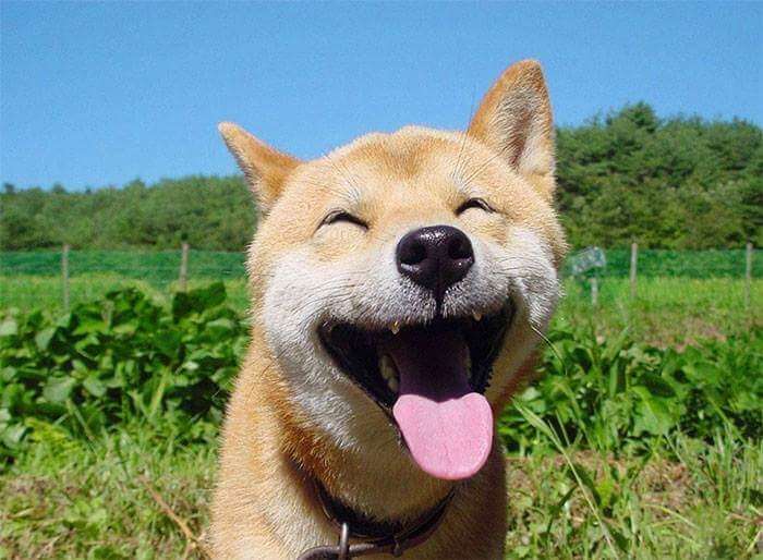 30張證明「柴犬就是一種搞笑生物」的激萌照片
