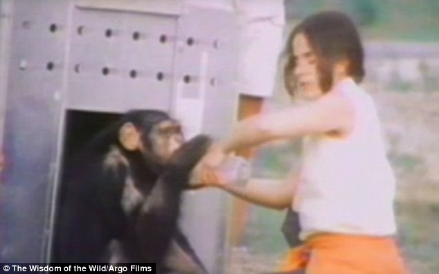 這個女人跟18年沒有見過面的大猩猩再重逢，她明知道會有危險卻依然決定靠近大猩猩…