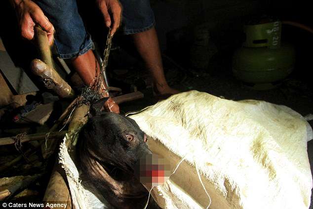 寵物狗也被偷去殺！　他拍下「印尼狗肉工廠」的運作　狗狗的眼神全是絕望