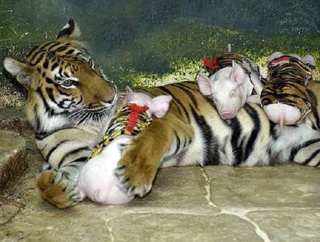 園方大膽把小豬假扮成老虎寶寶安慰喪子的母老虎，沒想到看到最後會是這種結局！