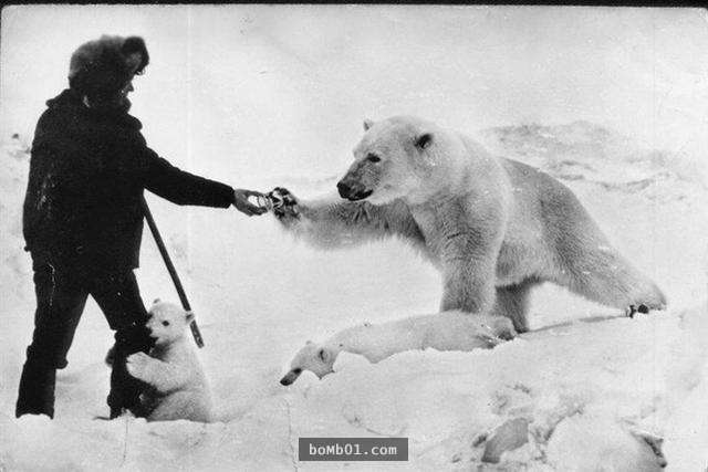蘇聯軍人遇到北極熊一家時只是做了「這個動作」，之後他們竟然展開一段神奇的友誼…