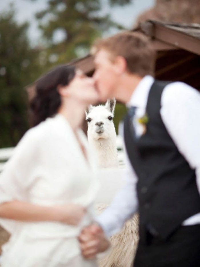 17張「單身狗會笑到狂比讚」的第三者精準亂入結婚照！