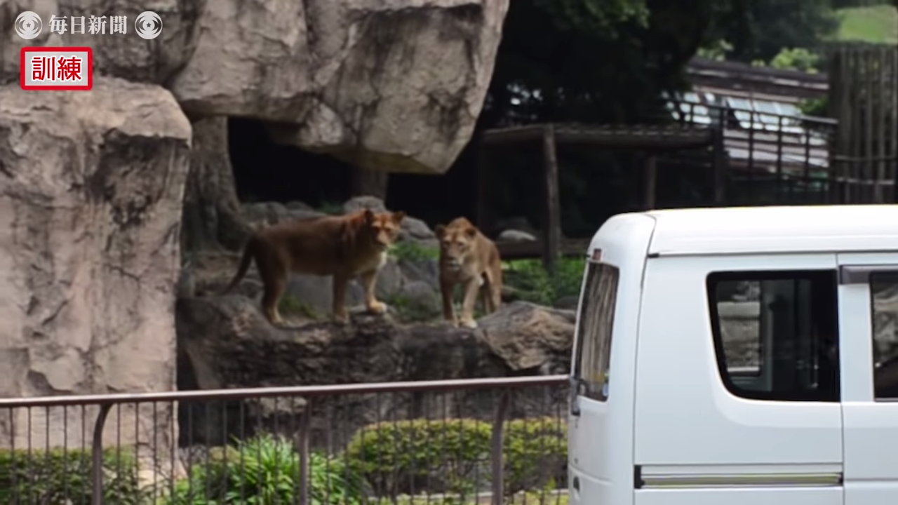 真工讀生！動物園「超ㄎㄧㄤ演習」　布偶獅子下一秒被抬走超好笑