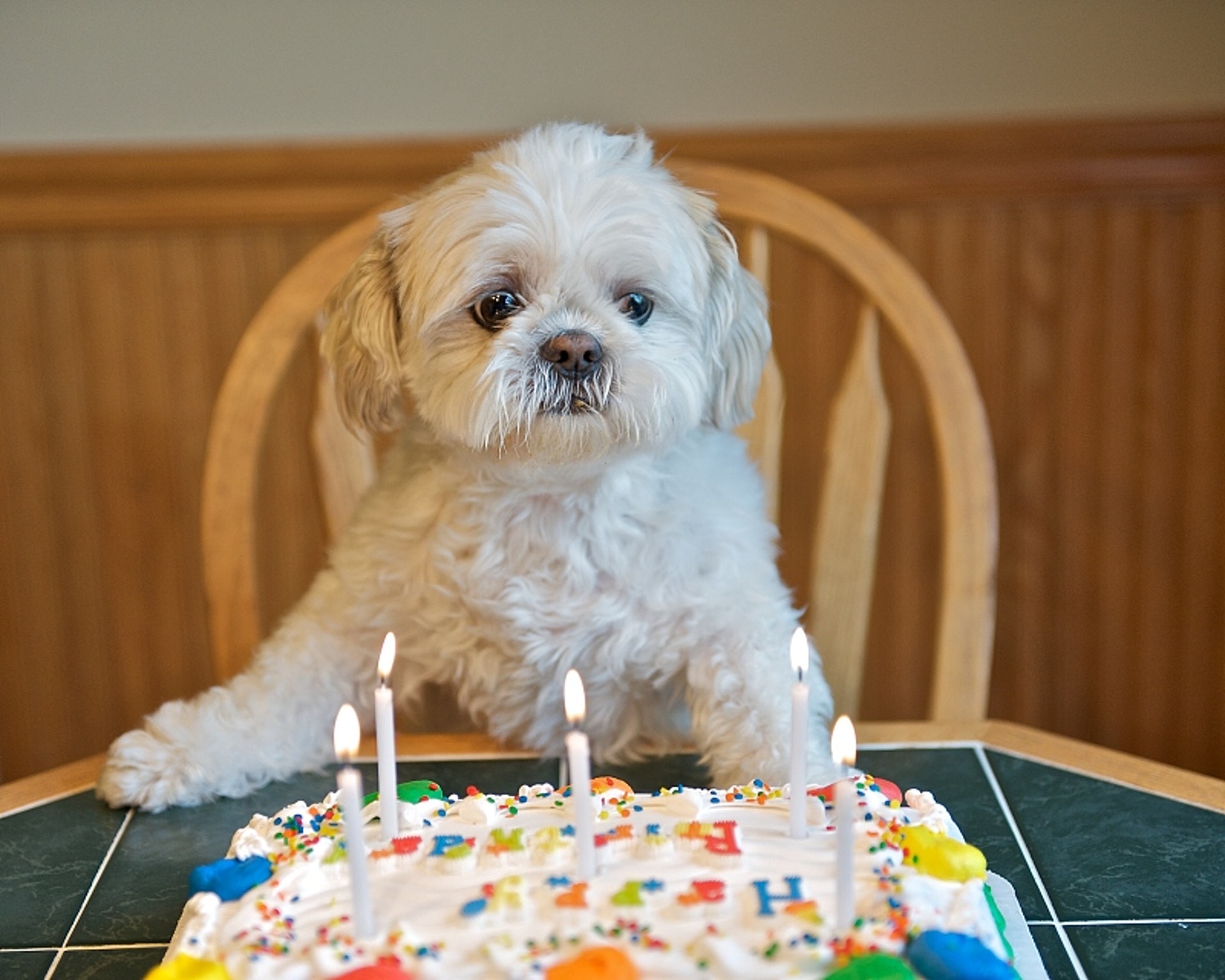 狗1歲等於人7歲是錯的！　科學家曝正確「人狗年齡對照表」：1歲等於31歲