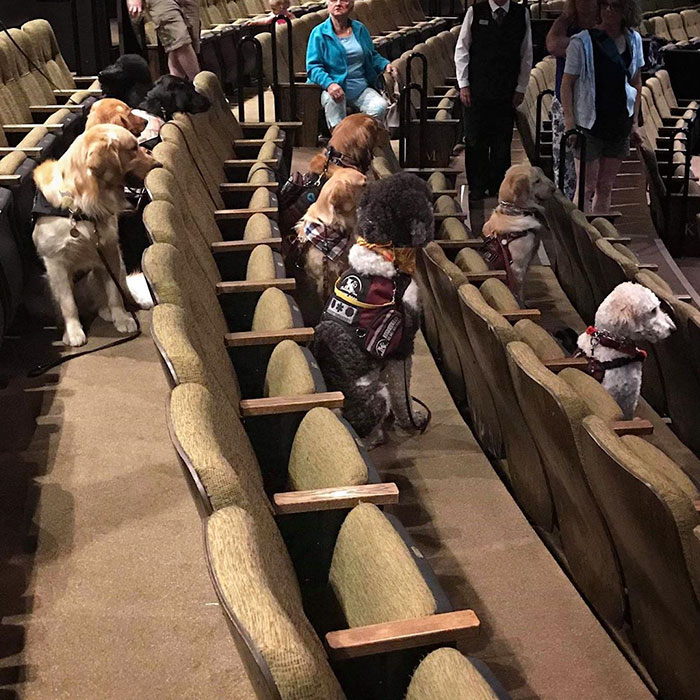 音樂劇現場「狗狗觀眾」露半個頭超專注　劇院老闆解釋：牠們在上班～