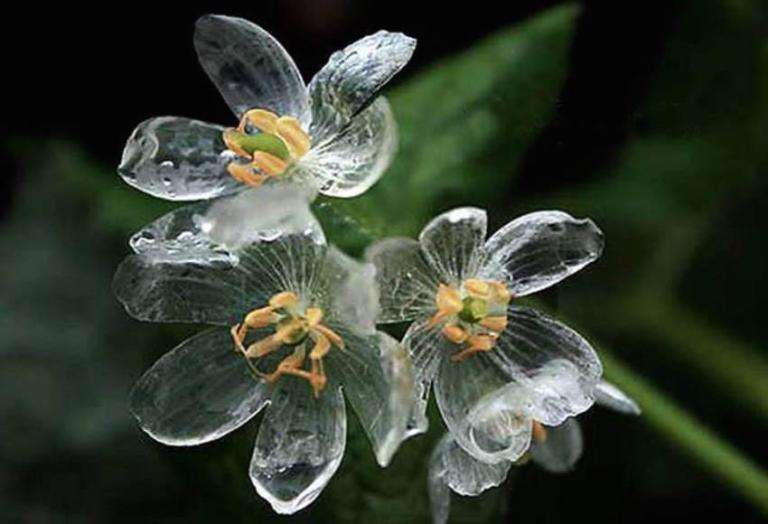 這種白色小花遇水就會觸動魔法　秒變透明夢幻唯美