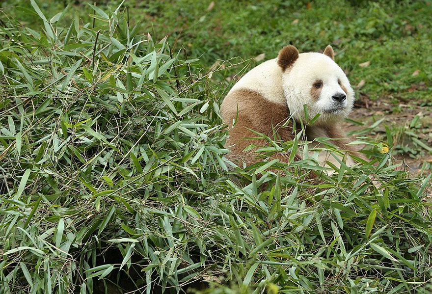 素顏逛街？全球首例「白色熊貓」曝光　專家驚：大概是唯一一隻