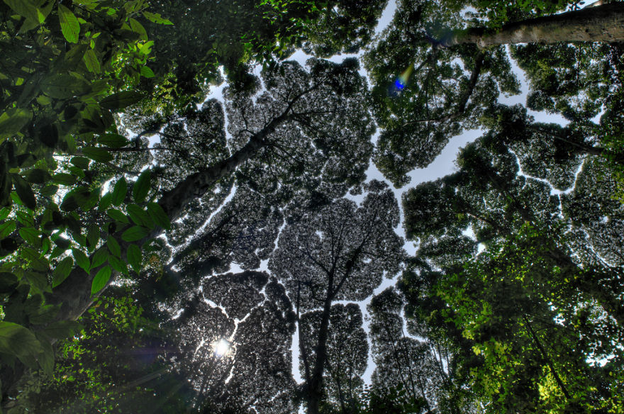 27張「會禮讓的大樹」神奇大自然照片，看起來像是PS過的照片其實都是真實的現象！