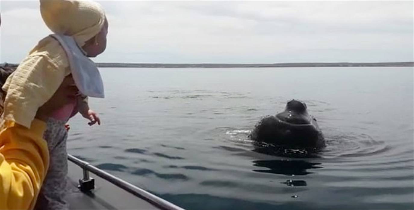 野生鯨魚也愛跟小寶寶玩　默默游到船邊「躲貓貓」逗她笑