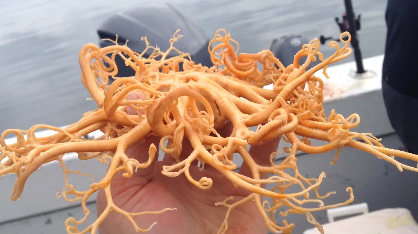 外星來的？海中「神秘觸手」放手上還狂伸展　網：水下義大利麵