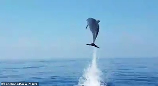 漁民解救小海豚...海豚媽「開心到飛起」　用水上絕技道謝