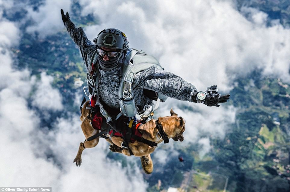 1歲狗狗第一次進行「4000公尺高空跳傘訓練」，牠落地後的反應讓大家都狂讚好厲害！
