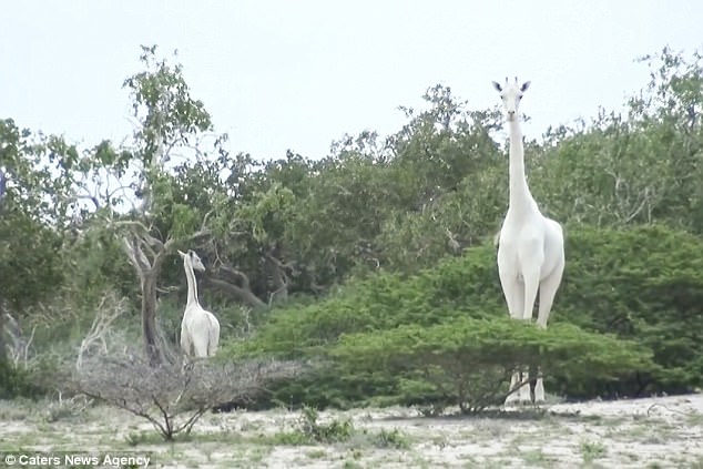 首次拍到珍貴畫面！白色長頸鹿母子一起散步被鏡頭全錄下來，感覺就像童話成真！（內有影片）