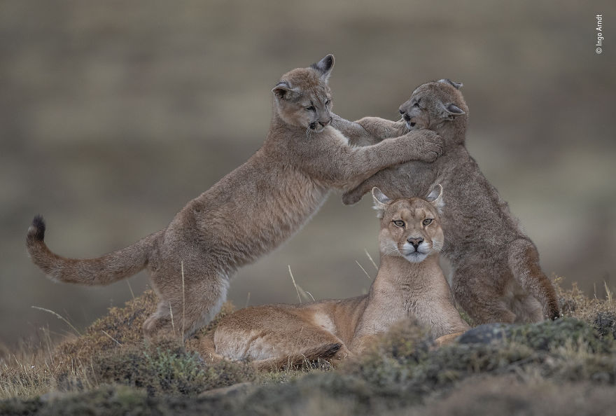 「年度野生動物攝影師大賽」得獎作品揭曉　自然界最精彩畫面都被拍下了