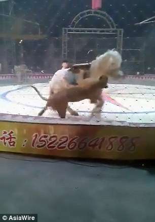 絕對慎入！　中國馬戲團「獅子騎馬」出意外　變成「獅虎啃撕馬」觀眾嚇傻