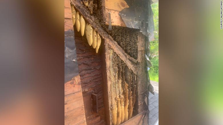 買房沒勘查！夫妻入住發現牆內藏「45萬隻蜜蜂」　妻崩潰：到處流蜂蜜！