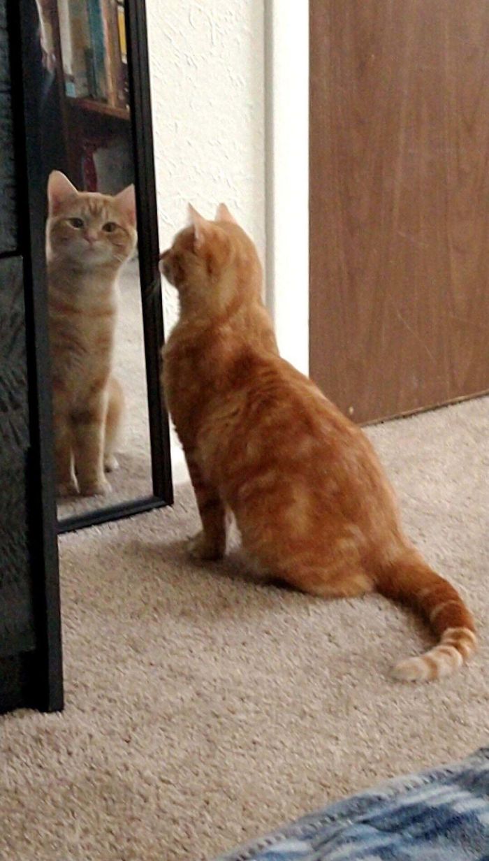 貓生第一次照鏡子！　喵皇「才認識自己」一臉震驚：我居然不是人類？