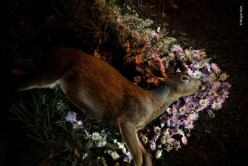 4萬張中精選30張「最野性照片」　動物界的真實面震撼大眾