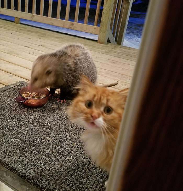 「喂～快救救我的食物啊！」　貓咪被負鼠搶食物　驚呆表情全被主人拍下