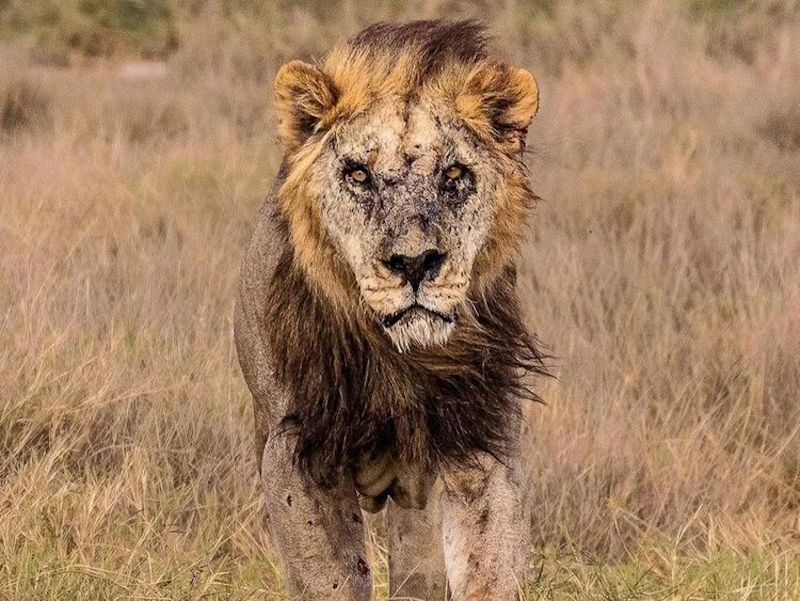 世界最老野生獅子走了！遭村民圍攻刺死　19歲前獅王離世　