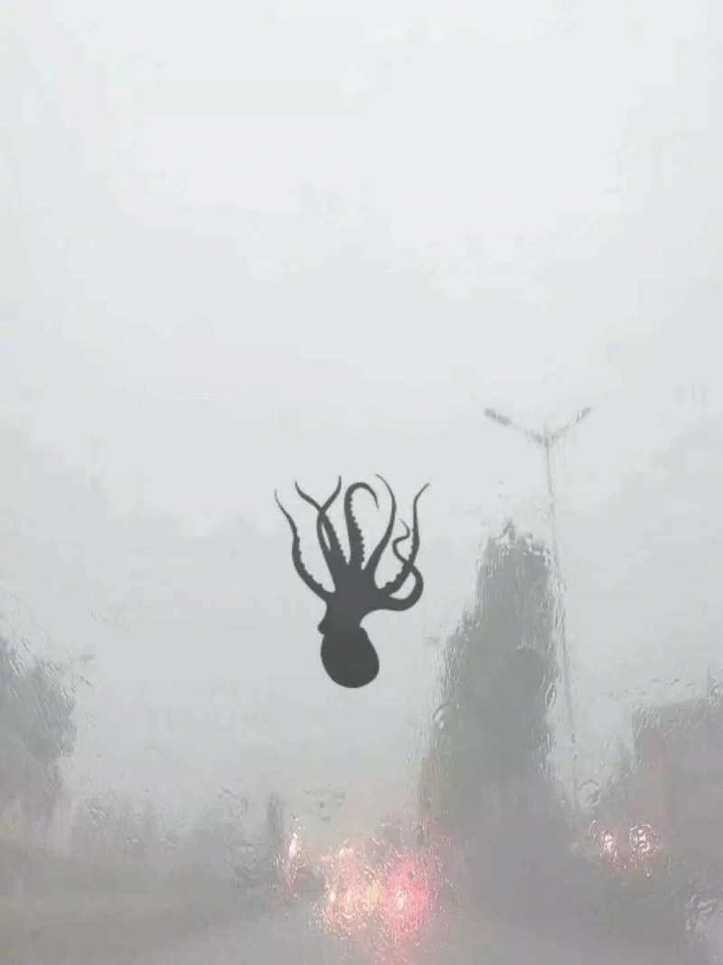 中國下「海鮮雨」超驚奇　民眾傻眼看著章魚、蝦在大街上亂飛