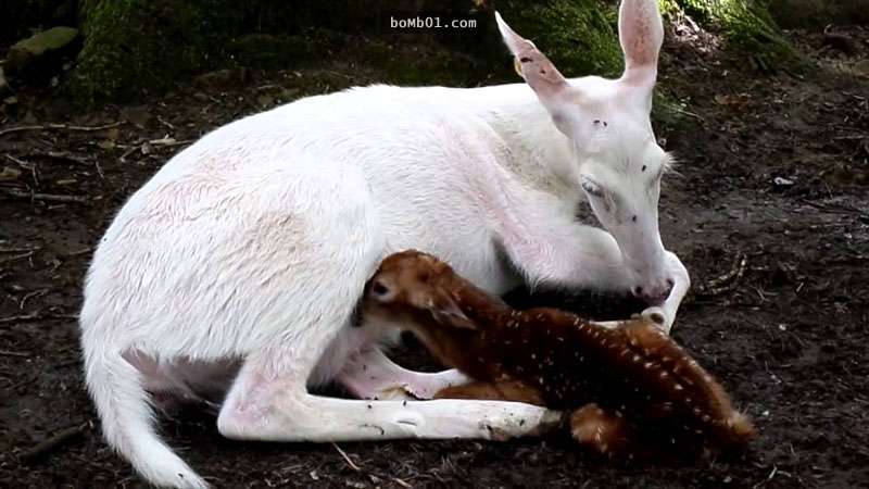 鹿媽媽生下一隻鹿寶寶後主人馬上拍影片紀念，但是錄影到一半突然發現更大的驚喜在等著現身…