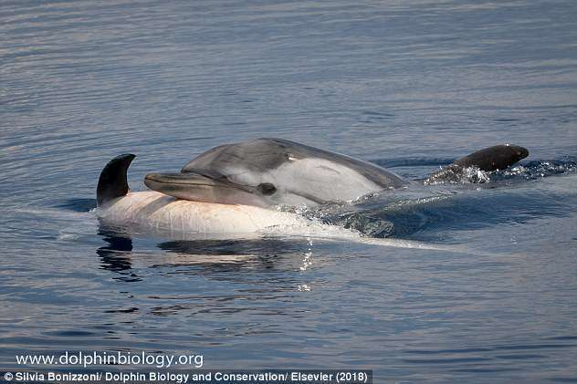 鯨魚寶寶已經沒有換氣　鯨媽媽竟然做出「跟人類一模一樣」的反應