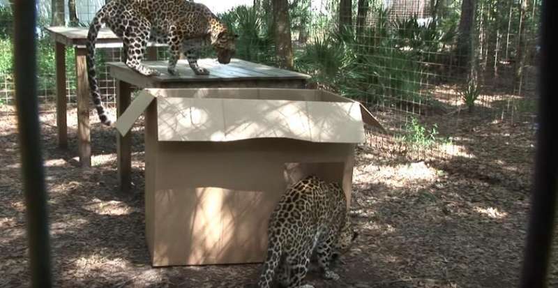 飼養員將貓咪最喜歡的紙箱放入老虎籠中　瞬間原形畢露笑噴