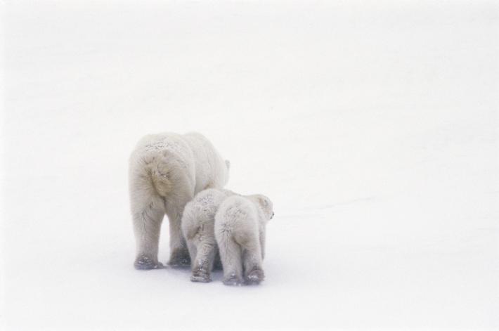 震撼…他含淚拍下「餓到連走路也沒力氣」的北極熊，冰塊全融化的野地牠根本無法覓食