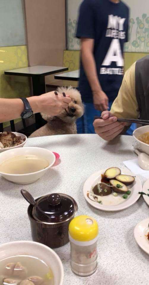 主人用公筷夾菜餵狗吃　共餐客人傻眼：不敢吃了！