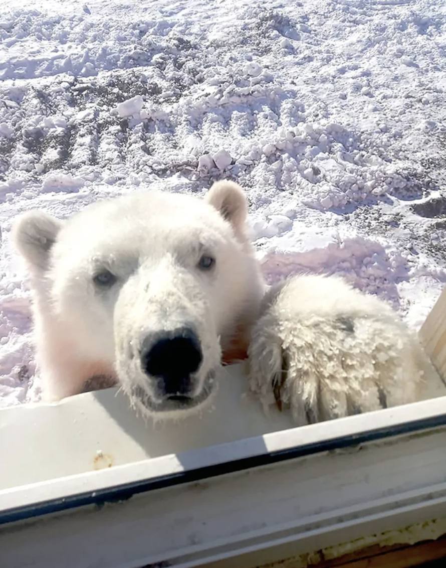孤兒北極熊被餵活！　「把他們當家人」整天討抱：摸摸人家嘛♡