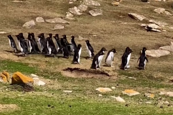 2隊企鵝相遇禮貌打招呼　一隻天兵鵝「對郎造」同伴忙拎回：這邊啦！